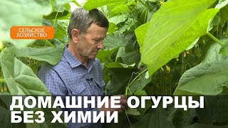 Фермер из Кличевского района выращивает экологически чистые огурцы