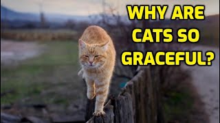 Why Are Cats Such Graceful Animals?
