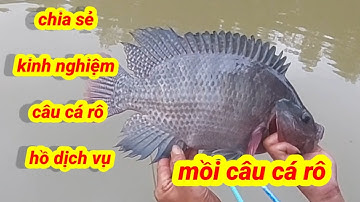 chia sẻ kinh nghiệm và mồi câu cá rô phi hồ dịch vụ, hiệu quả ! #trongchat