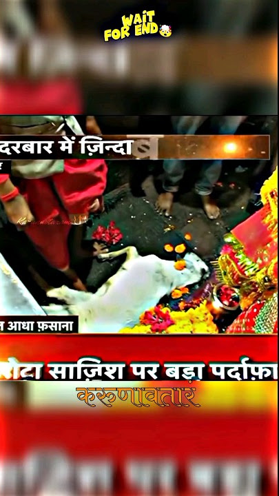 The Goat Also Silently Lay Down at The Feet of Maa Kali 🤯🕉️|#shorts