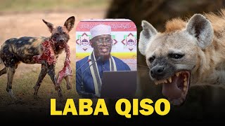 Laba qiso oo cajiiba | SH Umal