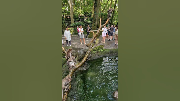 FUNNY MONKEY POOL IN MONKEY FOREST UBUD BALI INDONESIA