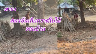 ตาธงเก็บกวาดใบไม้หญ้าแห้ง บริเวณรอบบ้านให้สะอาด|Puy weena channel