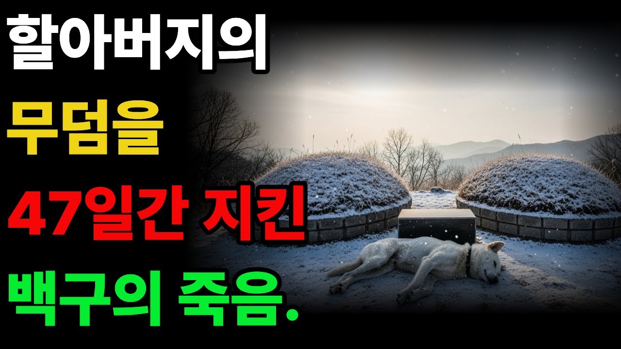 백구의 죽음.  할아버지의 무덤을 47일간 지킨 백구  #감동사연 #진돗개사연 #백구 #진돗개 #강아지 #황혼사연