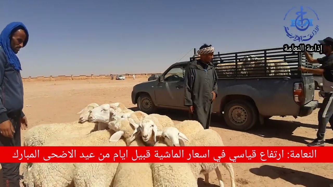 النعامة: ارتفاع قياسي في اسعار الماشية قبيل ايام من عيد الاضحى المبارك