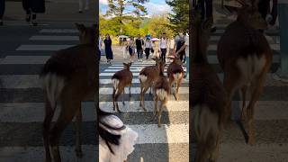 Short video Nara Park deer This deer is crossing the road.? in japan