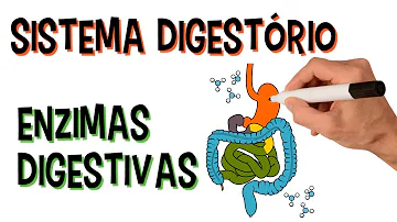 Quais são os tipos de enzimas digestivas?