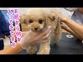病院でお尻に体温計さされてる犬の表情が可愛すぎるｗ【トイプードル】