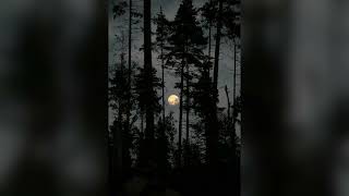 картинка: Срубили дэвла нашу ивушку💚