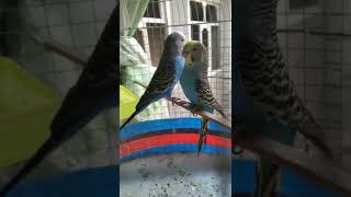 The young male knows nothing about how to caress the female #birds #short