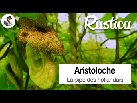 Vidéo: Dutchman's Pipe Care - Conseils pour cultiver la vigne à pipe d'un hollandais