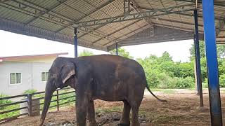 การถ่ายทอดสดของ Elephant  story สามสาวดาวซิ่ง