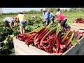 Awesome red vegetable farm to harvest  plant vegetables in the dark  rhubarb cultivation