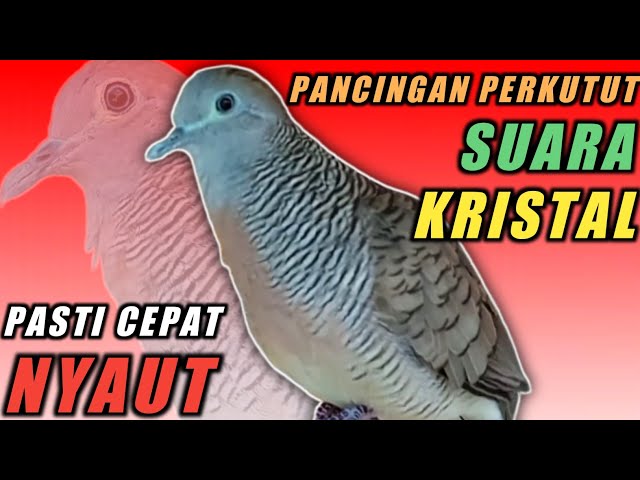 Perkutut Lokal Gacor Suara KRISTAL - Cocok Untuk Pancingan atau Masteran Perkutut Malas Bunyi class=