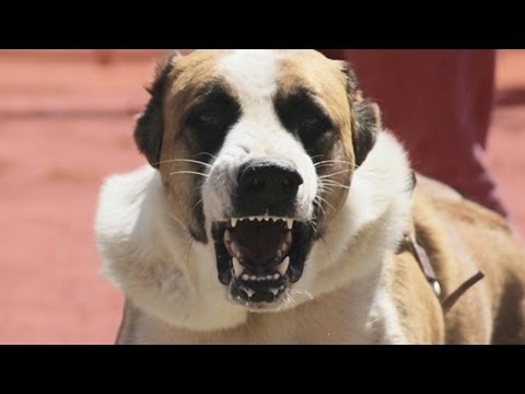 GNARLY DOGS!!!