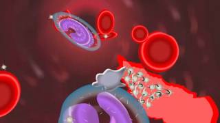 BLOOD PLATELETS (OR) THROMBOCYTES - a minute fragments of cells - coagulation of blood