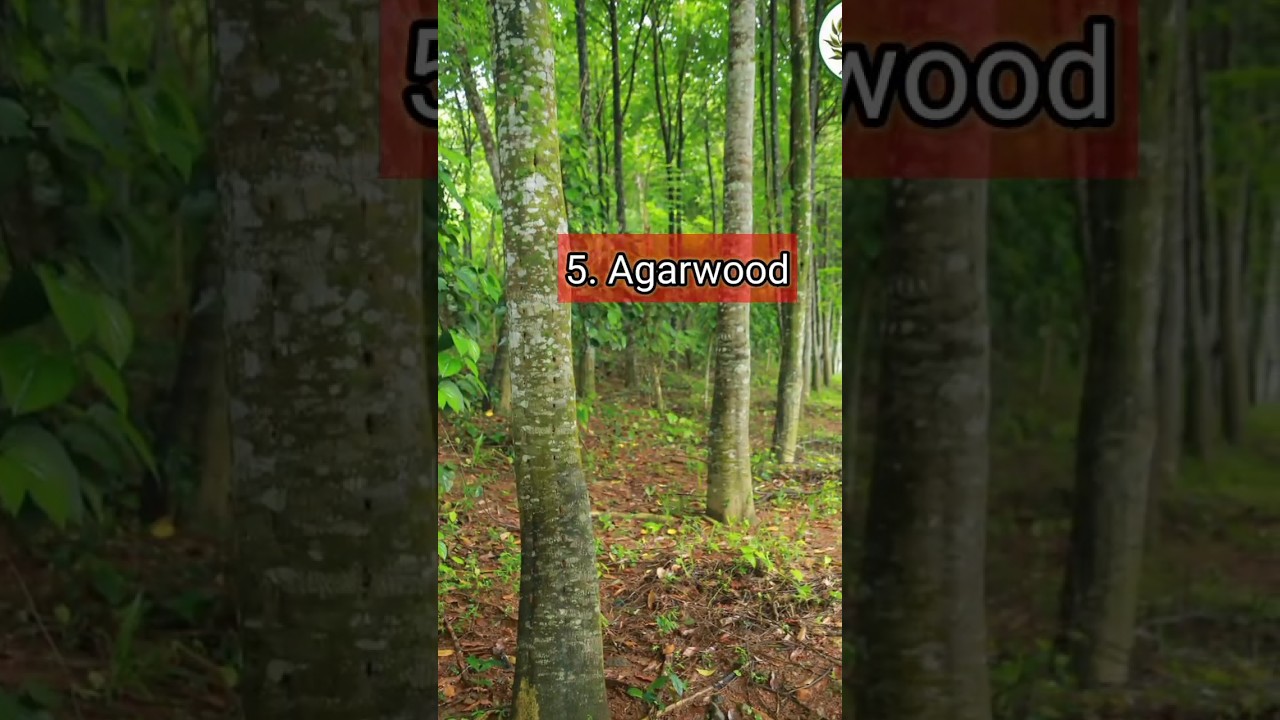 top 10 most expensive tree in india/best trees for farm house in india/भारत का सबसे महंगा पेड़