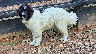 Teaching my Young livestock Guardian to be calm around chickens.