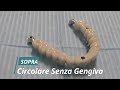 Implantologia poco osso circolare senza gengiva