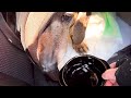 佐渡から長野県伊那市へ移動した犬猫はこんな感じ。The state of the moving dog and cat．