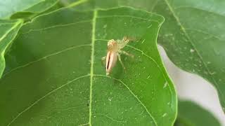 Free 4K Macro Garden Spider Stock Video