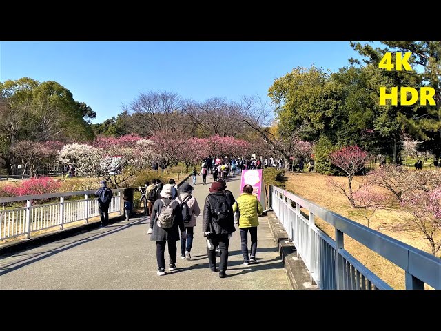 ᴷhdr 梅満開 大阪 万博記念公園 21 2 土 自然文化園 日本庭園 Youtube ᴷhdr 梅満開 大阪 万博記念公園 21 2 土 自然文化園 日本庭園 Youtube