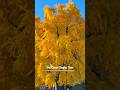 熊本城本丸の大銀杏 - The Great Gingko Tree - #大銀杏 #熊本城 #熊本市