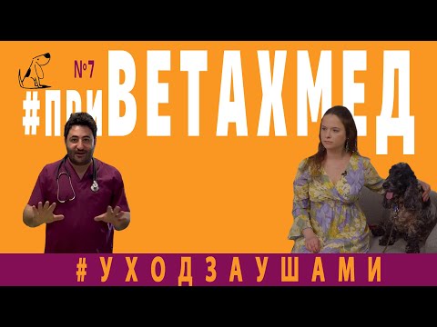 №7. Как правильно ухаживать за ушами собаки.