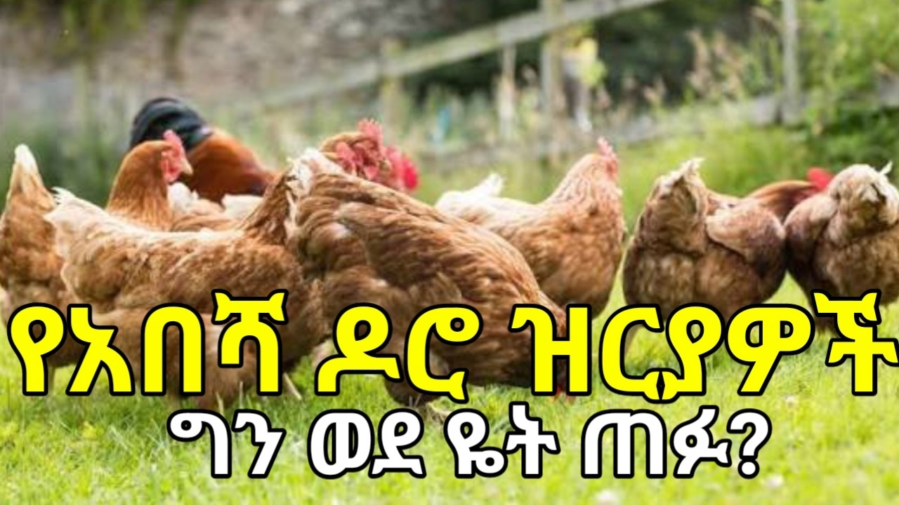የአበሻ ዶሮ ዝርያዎችን አፈላልጌ ማግኘት አልቻልኩም! ዝርያዎቹ ወደ ዬት ጠፉ? ምክንያቱስ ምን ሊሆን ይችላል? Ethiopian TRADITIONAL CHICKEN.