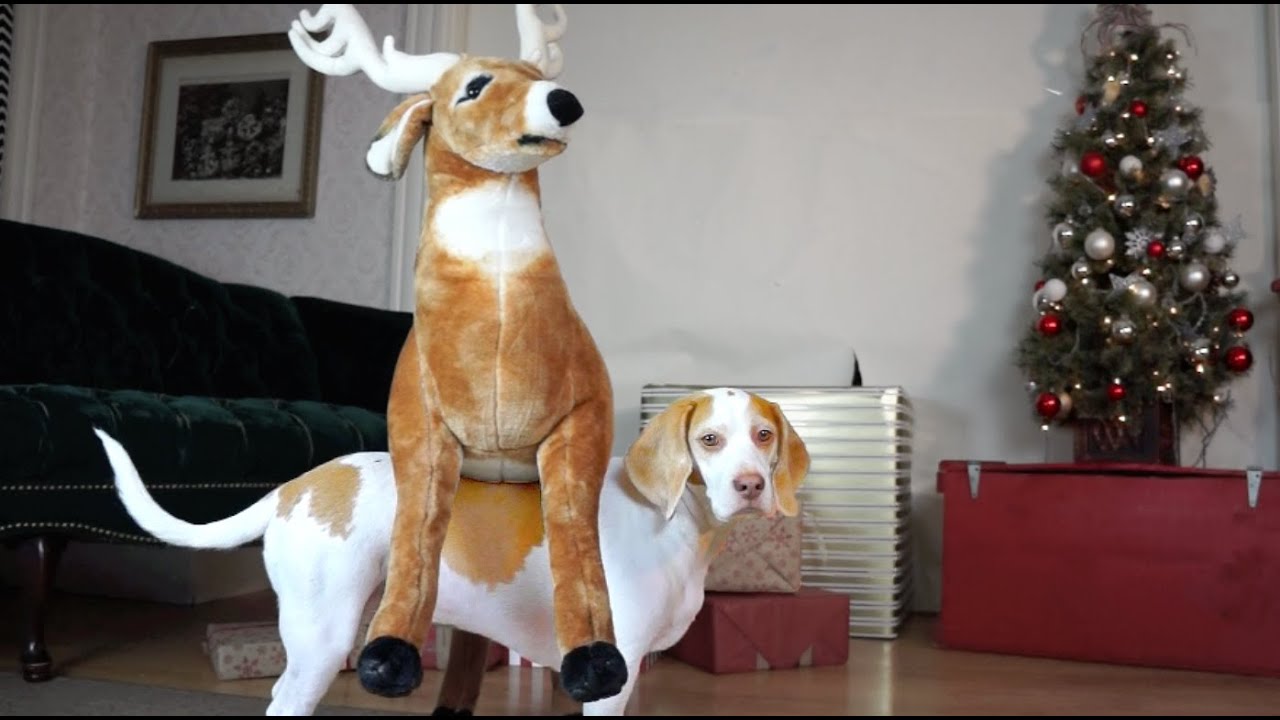 ⁣Dog Loves Reindeer Gift on Christmas: Cute Dog Maymo