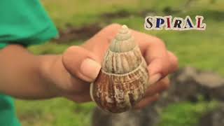 How mathematics appears in nature and its practical applications in daily life (VLOG) Guide