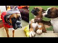 Funniest Boxer Dog Videos | Cutest Boxers Ever