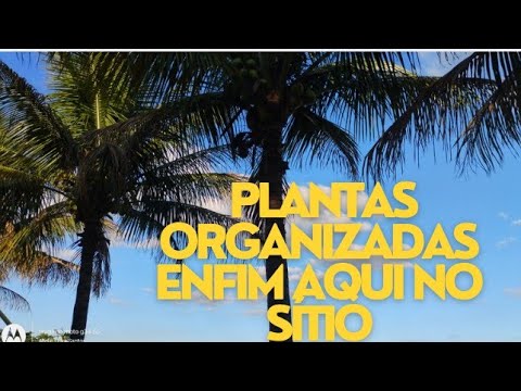 TERMINEI DE ORGANIZAR AS SUCULENTAS E CACTOS NAS BANCADAS morenaflor e cactos 🌵