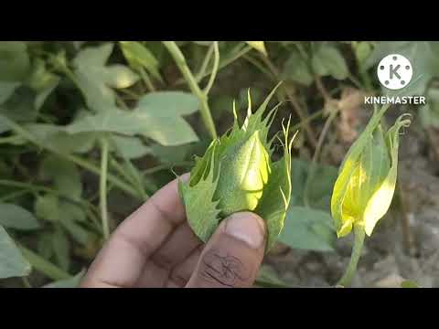 أهم فترة فى عمر القطن ونصائح مهمة جدا للحصول على أعلى محصول من اللوز لاتنسوا الاشتراك في القناة