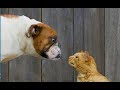 приколы с животными   animals- Cute And Funny