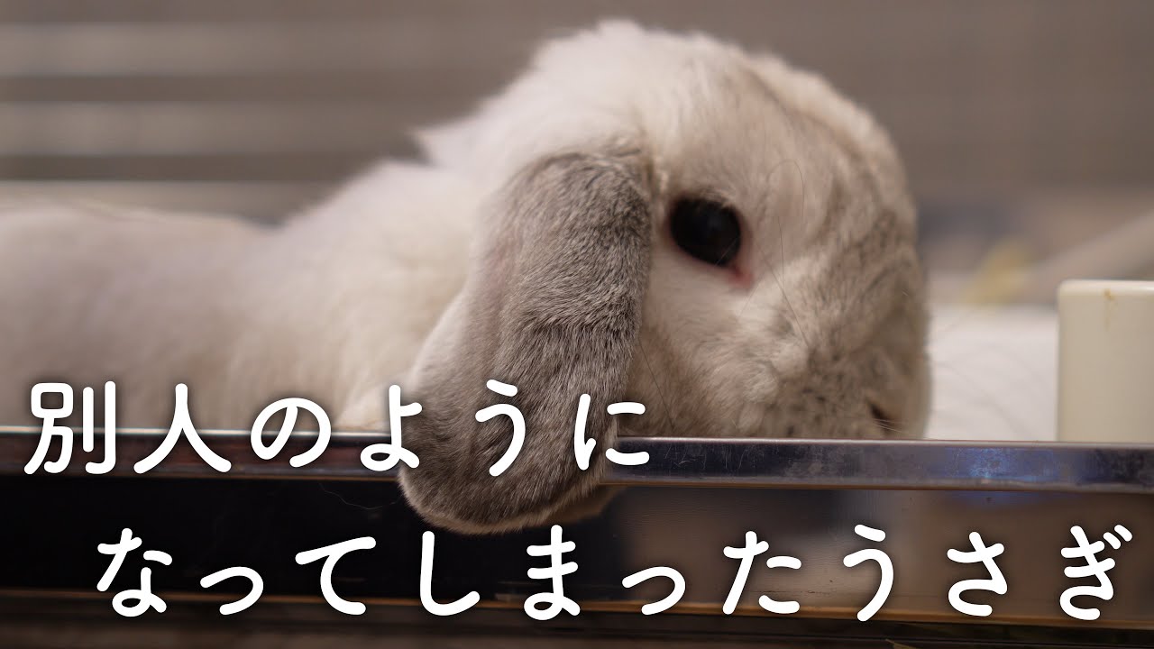 うさぎが換毛期なので毛を抜くのをお手伝いするよ ホーランドロップイヤー Bunny Holland Lop Youtube