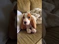 ❤️ 🐶 #dog #puppy #Shorts 