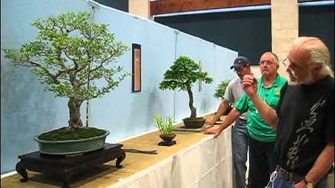 Colin Lewis critique Chinese elm bonsai