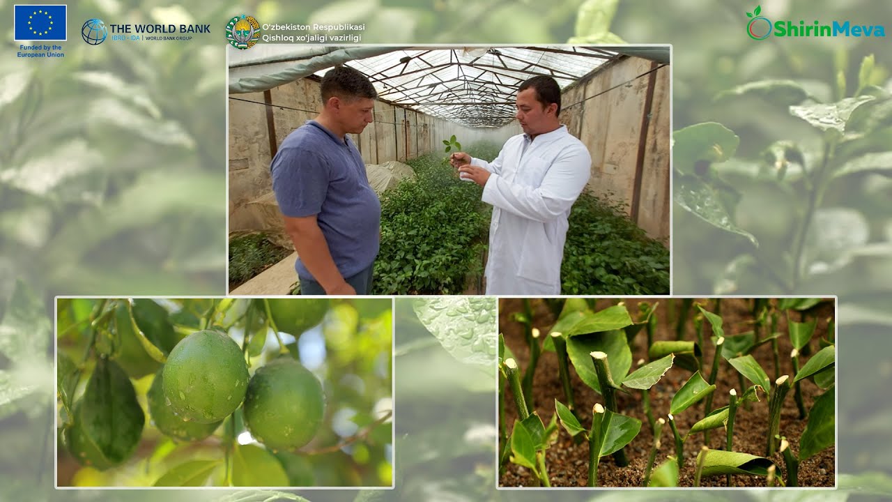 Лимон кўчатлари учун қаламча усулини қўллашда нимага эътибор қаратиш лозим?