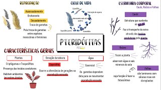Mapa mental sobre 'Pteridófitas'.
