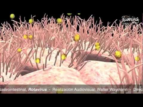 Vídeo: Símptomes i tractament de la infecció intestinal per rotavirus