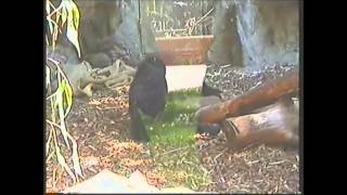 Barcelona zoo 2001