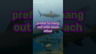 Bull Sharks Can Have Best Friends And Avoid Others, New Study Reveals
