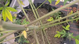 Weekly update Octopot grow #17 day 70 Godfather, Super Skunk, Gelato, Red Runtz.