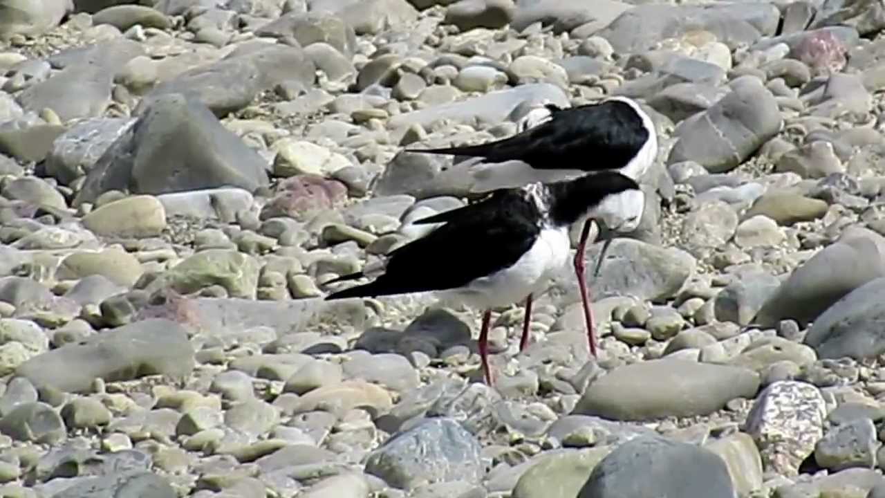 Pied Stilts