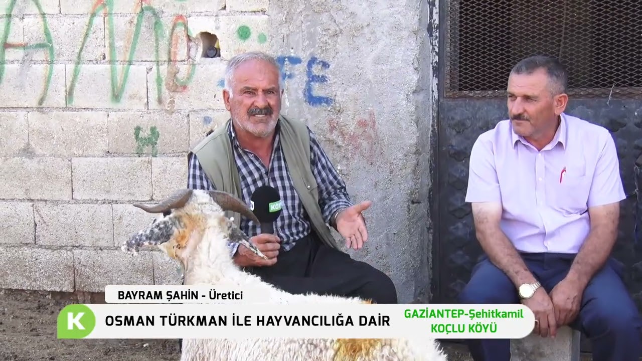 GAZİANTEP-ŞEHİTKAMİL/KOÇLU KÖYÜ HAYVANCILIK FAALİYETLERİ | OSMAN TÜRKMAN İLE HAYVANCILIĞA DAİR