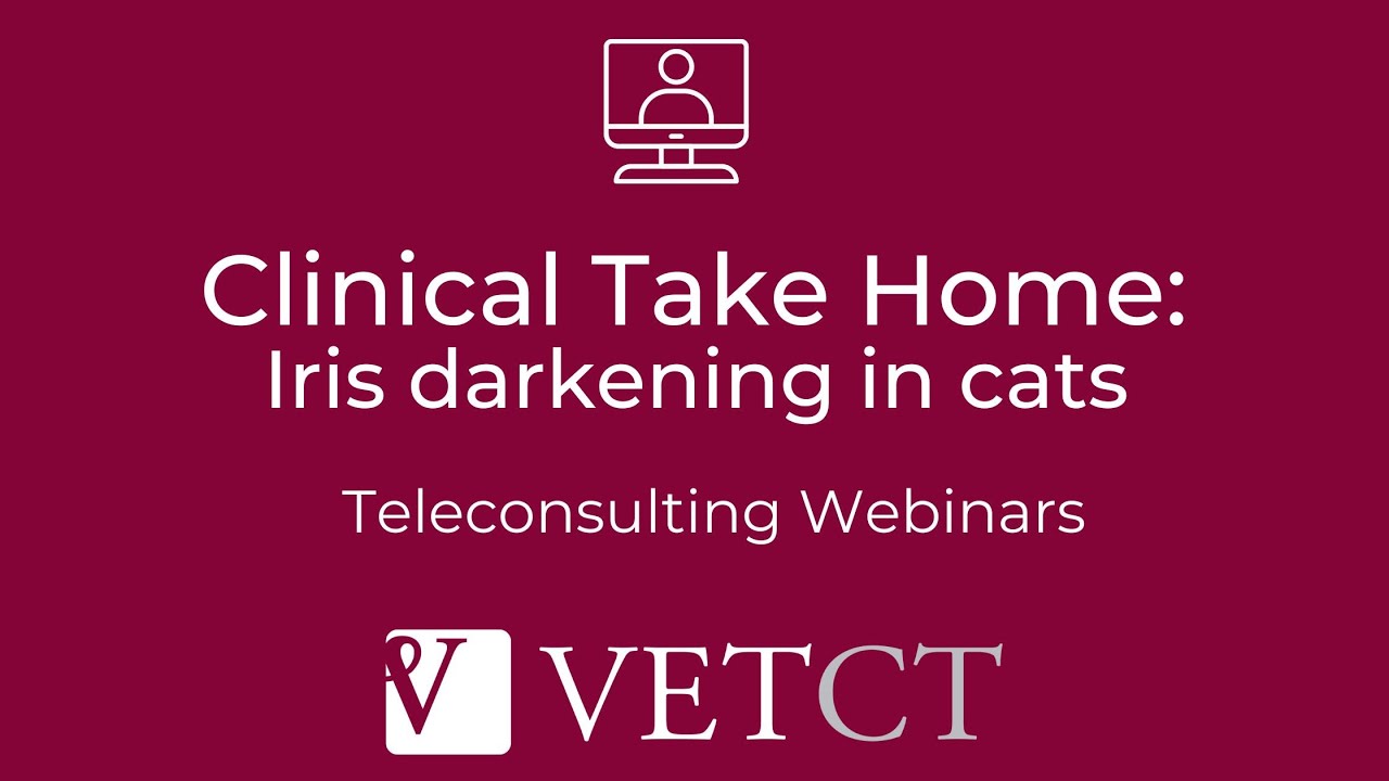 Clinical Take Home: Iris darkening in cats - benign melanosis or malignant melanoma?