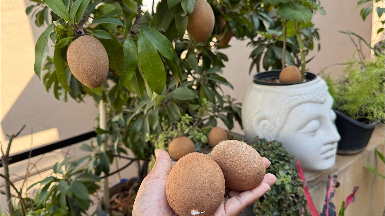 Sapota Plant In Terrace Garden 🪴Harvesting fruits #sapota #chikoo #harvest #terracegarden 