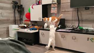 видео: Лаки с Беляшом, подрались 😾👊😾. картинка: Лаки с Беляшом, подрались 😾👊😾.