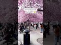 #shorts #youtubeshorts #indiancreator #indian #comedyshorts #stockholm #sweden #cherryblossomseason